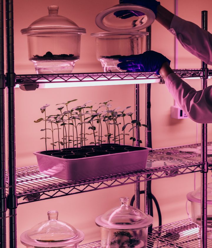 partial view of scientist checking glass container in agro laboratory with ultra violet light